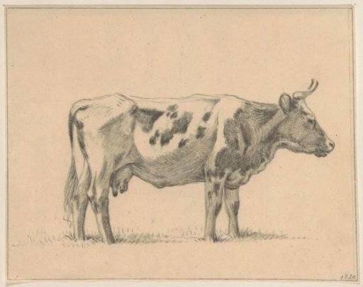 Standing cow, to the right