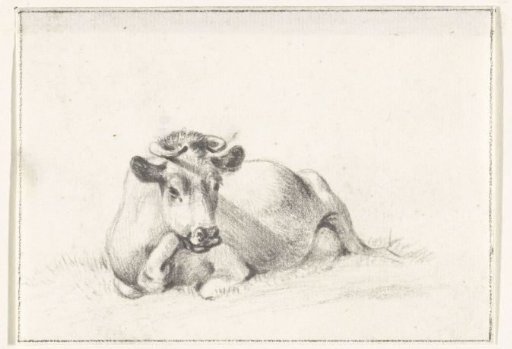 Reclining cow, front view