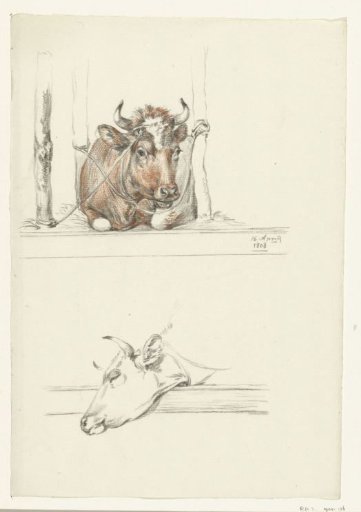 Cow in the stable and the head of a cow