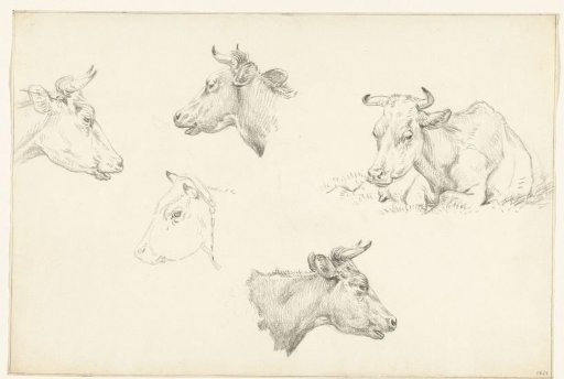Four studies of the head of a cow and a reclining cow