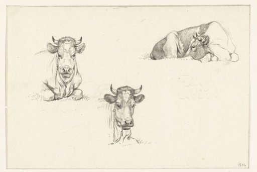 Three sketches of a reclining cow