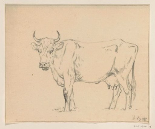 Standing cow, to the left