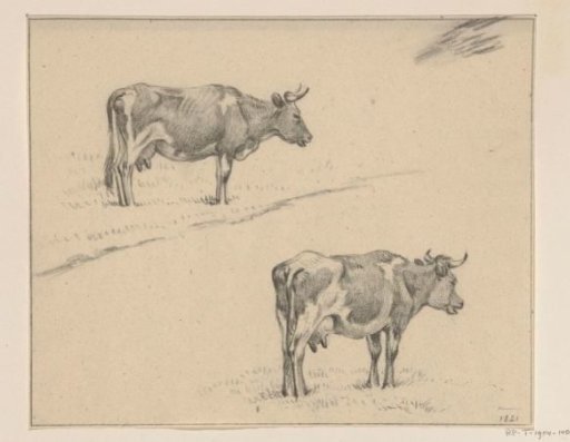 Two sketches of a standing cow, to the right