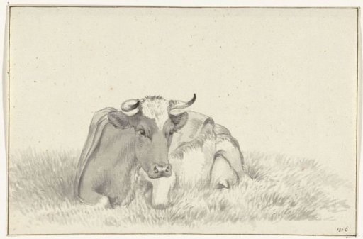 Lying cow, from the front