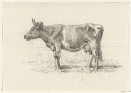 Standing cow, to the left