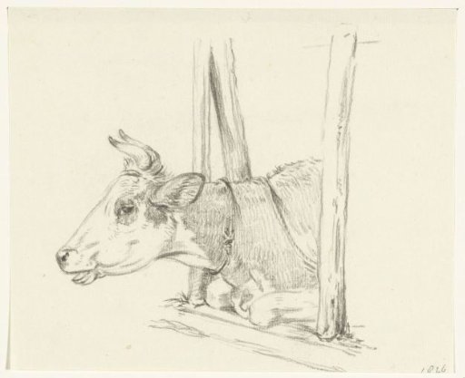 Head of a cow, lying in a stable, to the left