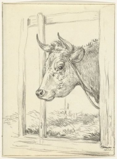 Head of a cow, in a stable, to the left