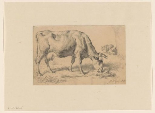 Grazing cow in a meadow