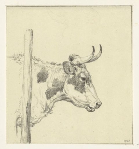 Head of a Cow, Facing Right