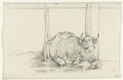 Lying cow, in a stable, from the front
