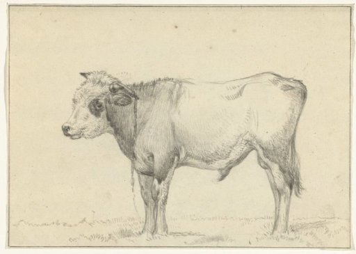 Standing young bull, to the left