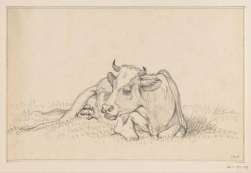 Reclining cow, front view