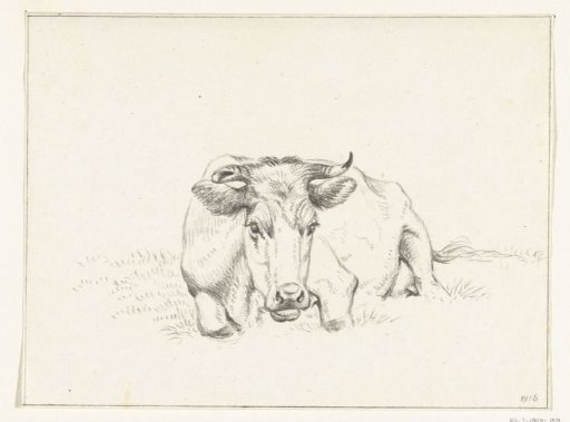 Lying cow, from the front