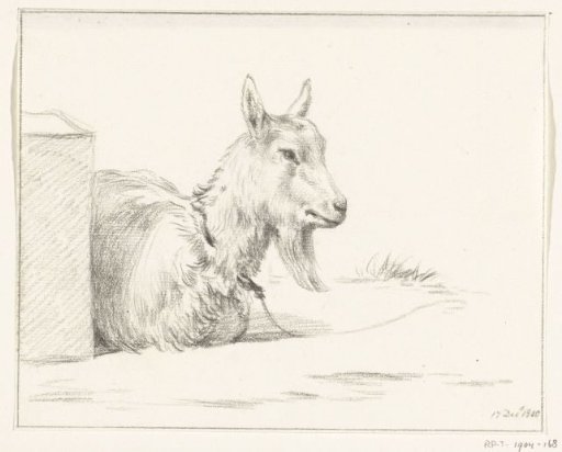 Goat, half lying in a pen