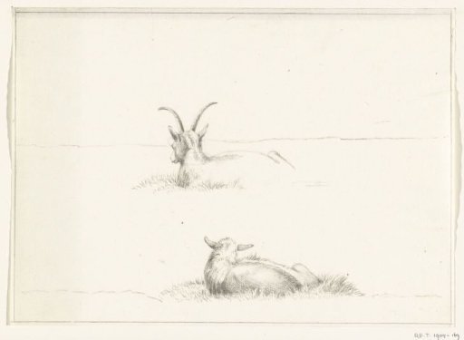Sketches of a lying goat and a sheep, from behind