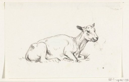 Lying shorn sheep, facing right