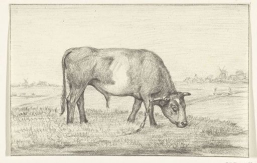 Grazing bull in a meadow, to the right