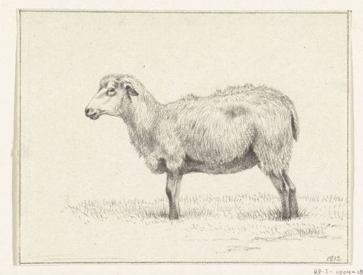 Standing sheep, facing left