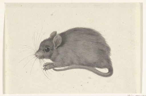 Mouse, facing left
