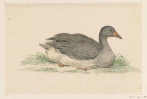 Duck, Facing Right