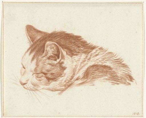 Head of a sleeping cat