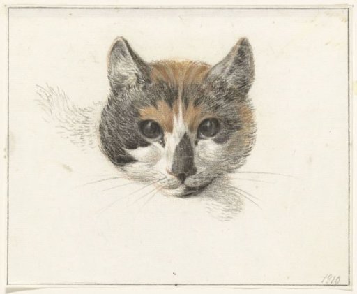 Head of a tabby cat, from the front, with open eyes
