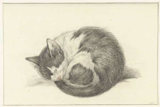 Sleeping cat, curled up