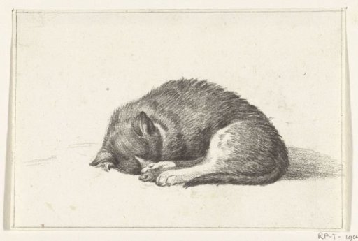Sleeping cat, curled up