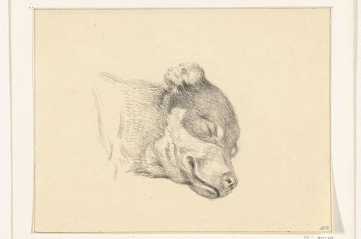 Head of a sleeping dog
