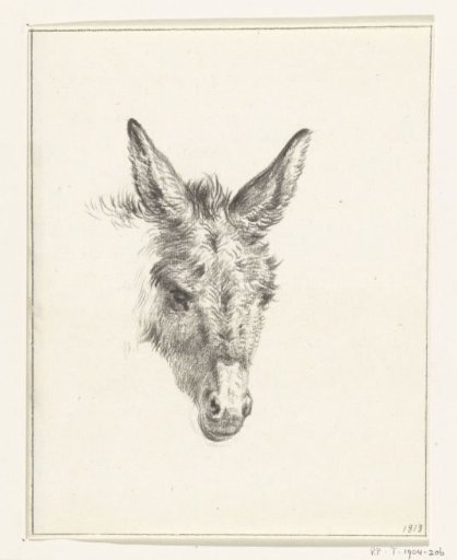 Head of a donkey, front view