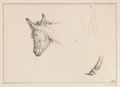 Head and leg of a donkey