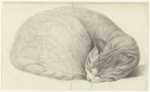 Sleeping cat, curled up