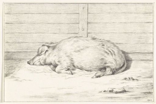 Lying Pig, facing left, against a shelter