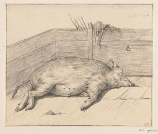 Lying pig, in the corner of a sty