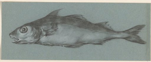Fish, Facing Left