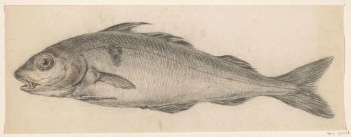 Fish, to the left