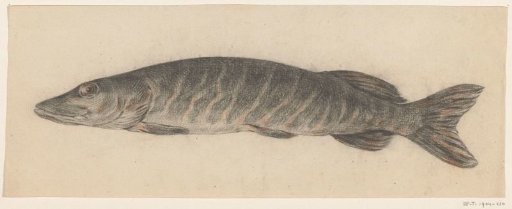 Pike, to the left