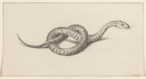 Snake