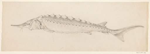 Fish, to the left