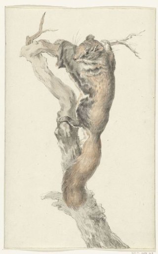 Flying Squirrel, on a branch