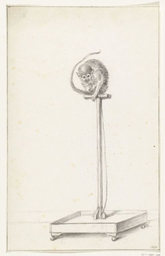 Monkey sitting on a pole in a tub