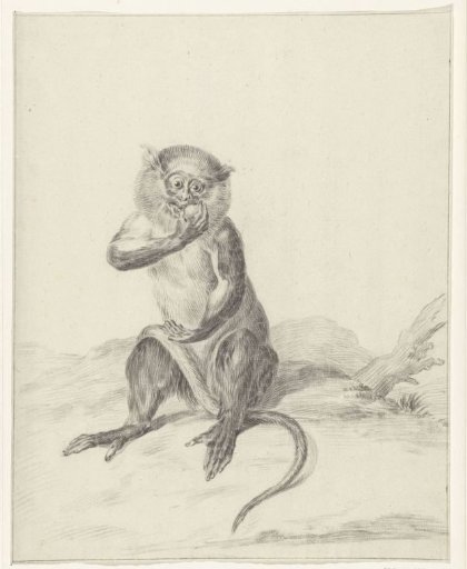 Sitting monkey, eating a fruit