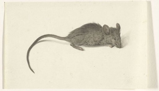 Mouse, facing right