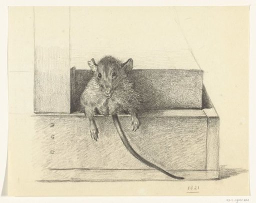 Mouse (in a trap?)