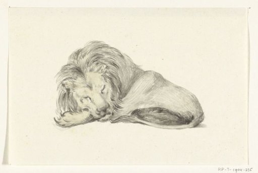 Lying lion