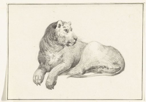 Lying lion, head turned to the right