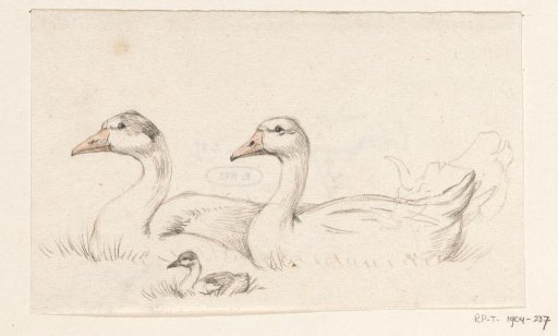 Two geese with a young one