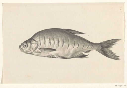 Fish, Lying Facing Left, with Notches
