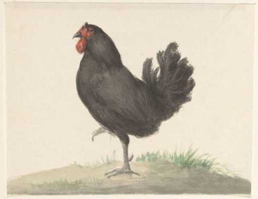 Standing Black Hen