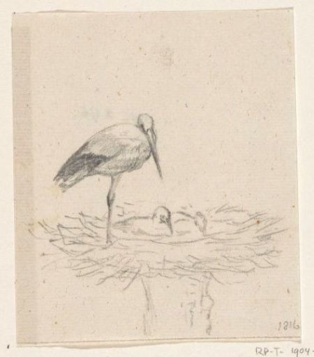 Stork on Nest